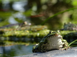 FZ008175 Marsh frog (Pelophylax ridibundus) on ledge.jpg